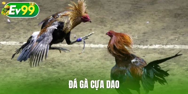 Đá gà cựa dao