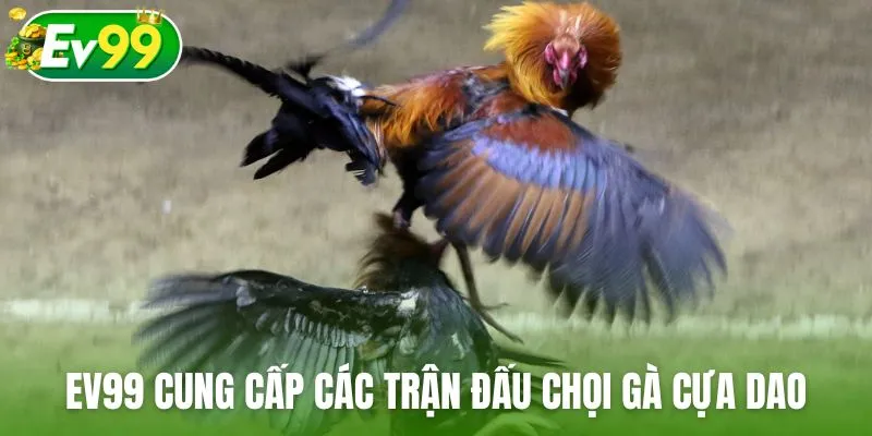 Ev99 cung cấp các trận đấu chọi gà cựa dao đỉnh cao