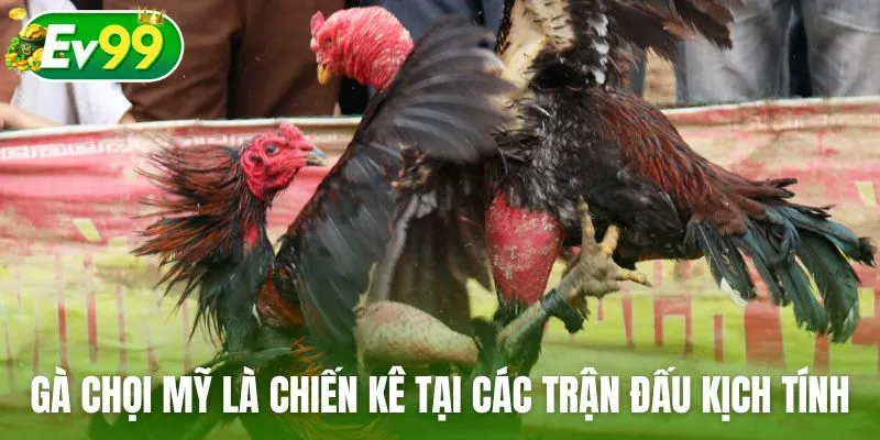 Gà chọi Mỹ là chiến kê tại các trận đấu đá gà kịch tính