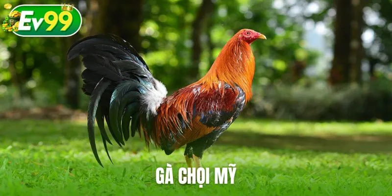 Gà chọi Mỹ
