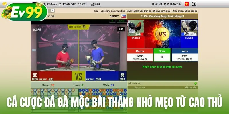 Thắng lớn khi cá cược đá gà Mộc Bài nhờ mẹo từ cao thủ