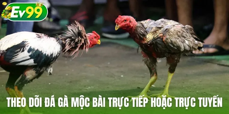 Theo dõi các trận đá gà Mộc Bài trực tiếp hoặc trực tuyến