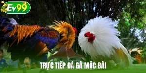 Trực tiếp đá gà Mộc Bài