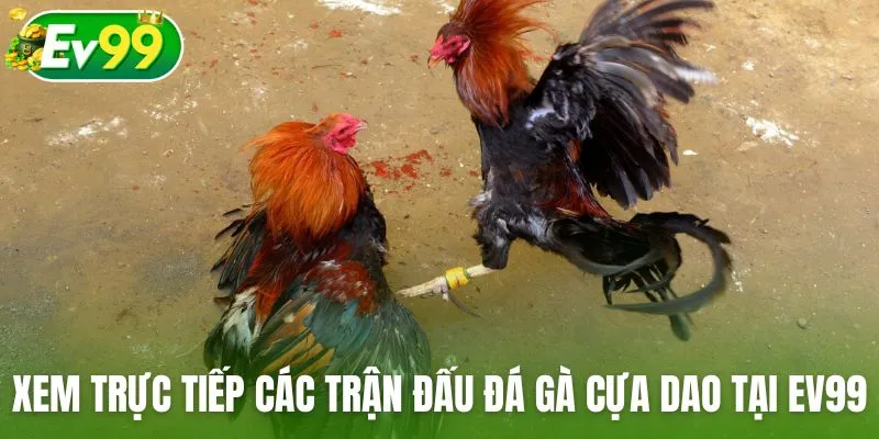 Xem trực tiếp các trận đấu đá gà cựa dao tại Ev99